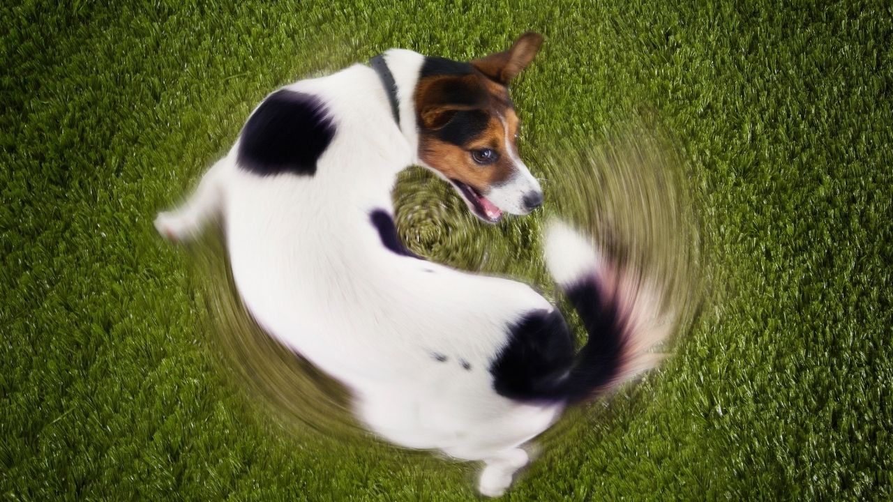 köpek kuyruğunu kovalıyor
