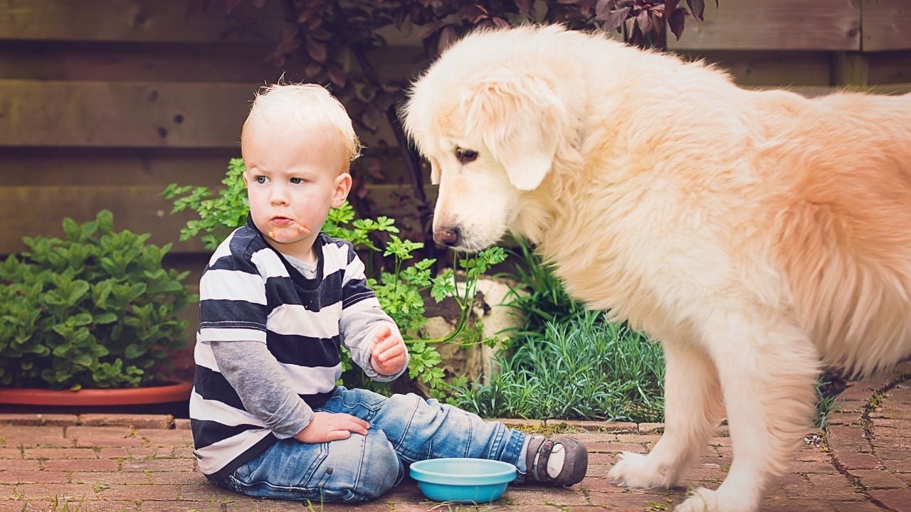 köpek çocuğun cipsine bakıyor
