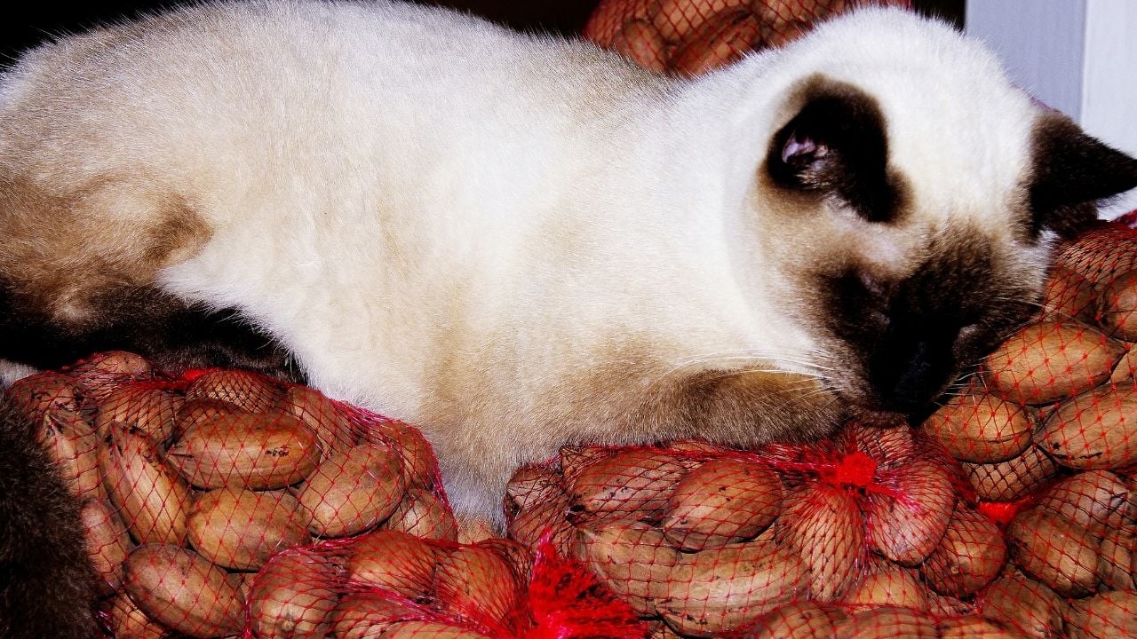kedi ceviz çuvalları üzerinde yatıyor