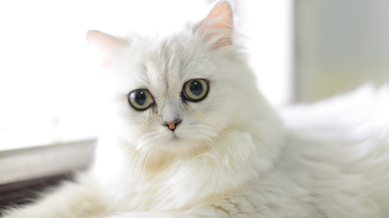 yeşil gözlü Chinchilla Kedisi
