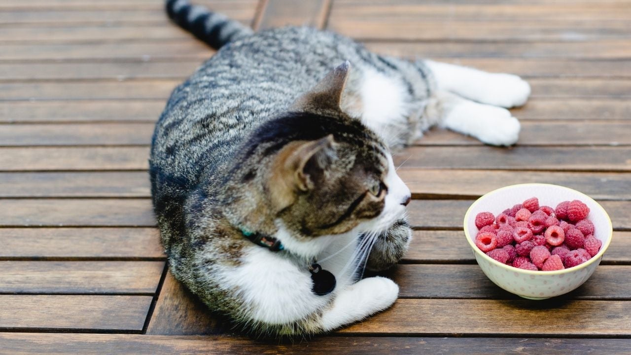 kedi ve bir tabak ahududu