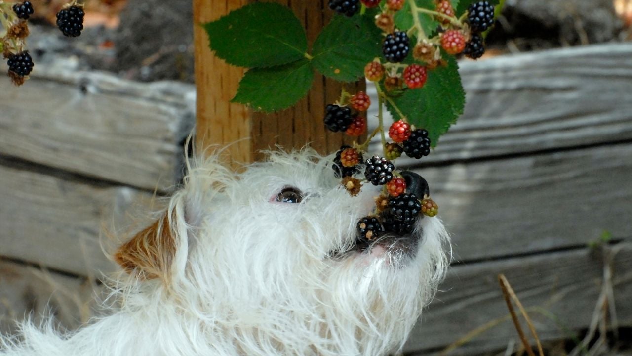 beyaz köpek daldan böğürtlen yiyor