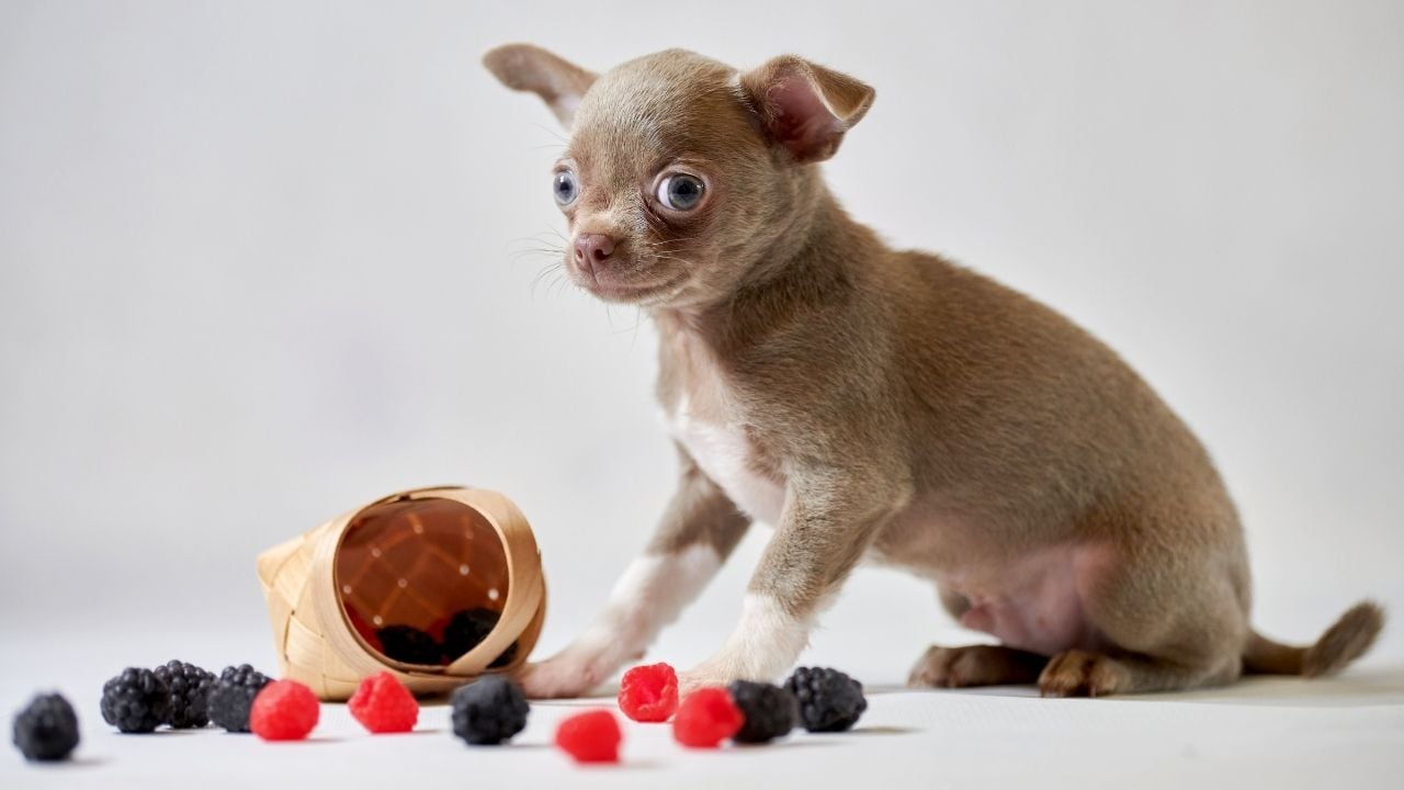 köpek ve böğürtlenler