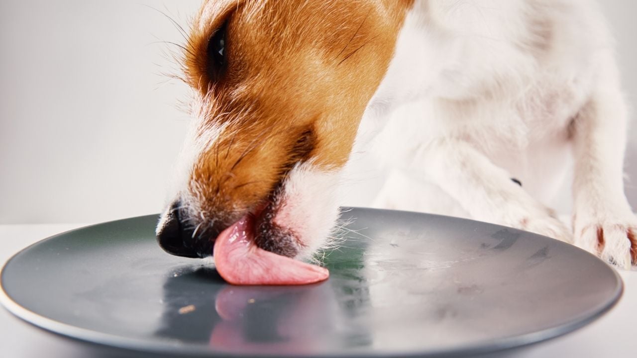 köpek tabağı yalıyor