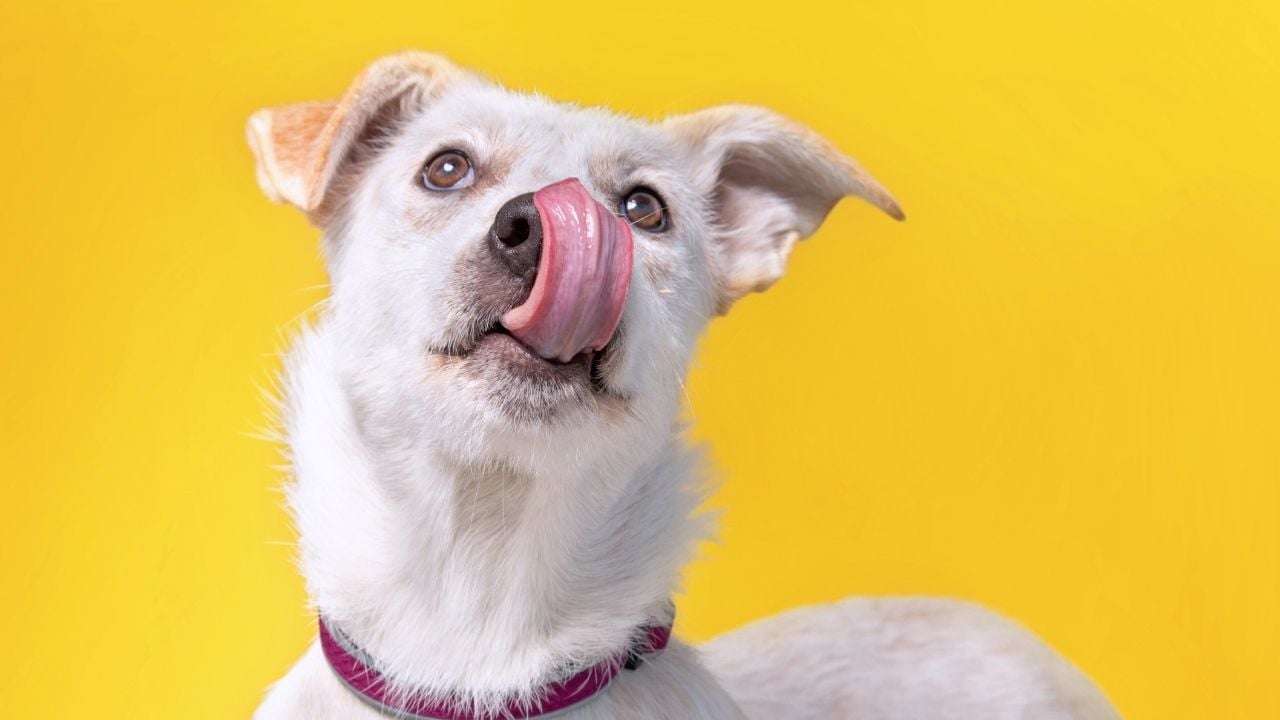 beyaz köpek yalanıyor