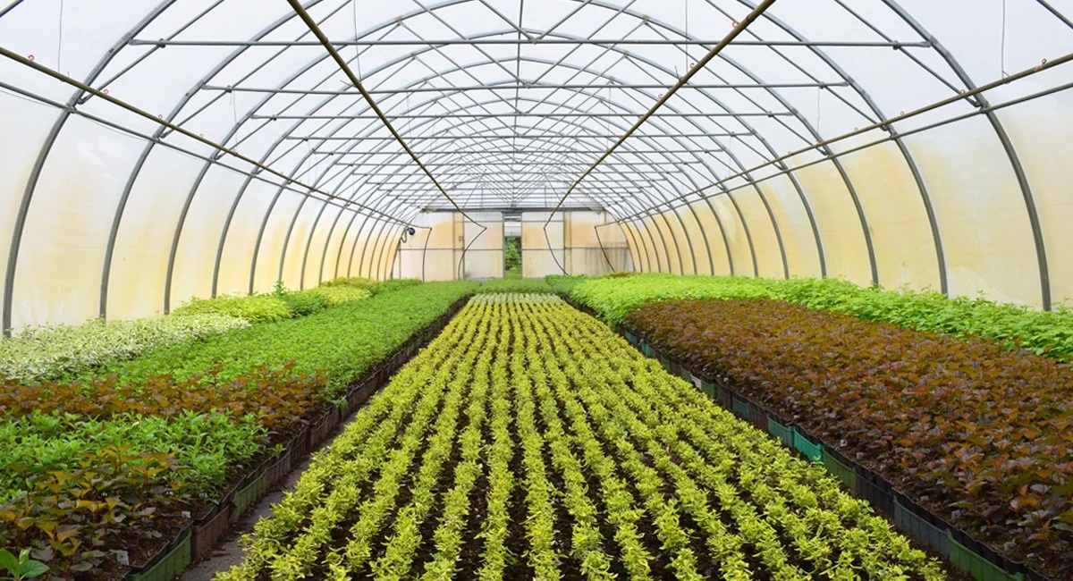 Greenhouse Manufacturing Plant Report 2025: Detailed Process Flow, Setup Cost and Revenue
