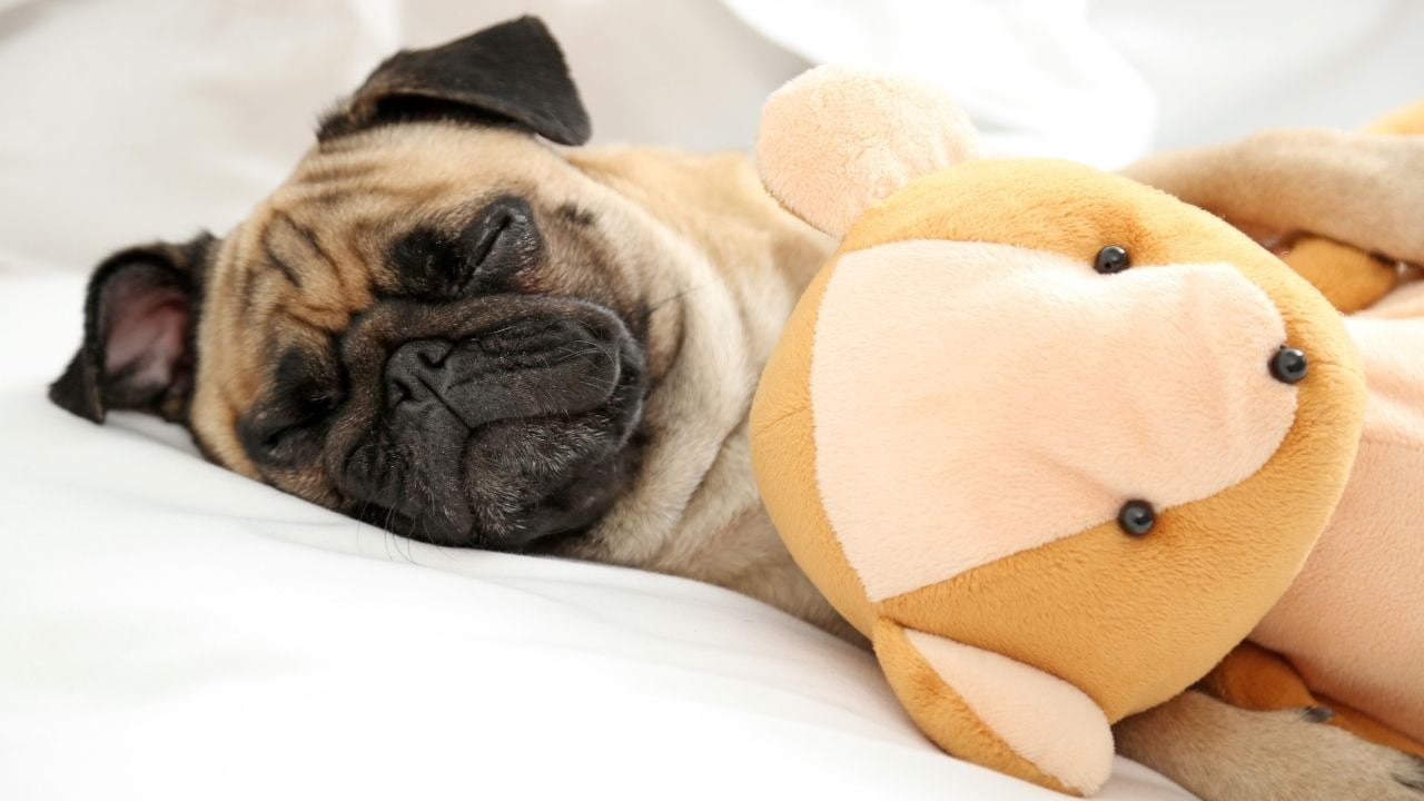 pug köpek uyuyor