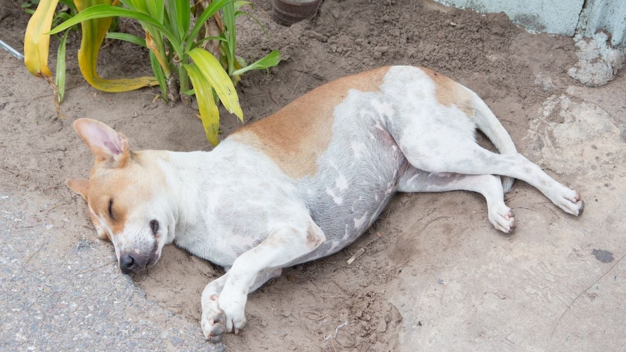 kilolu köpek uyuyor