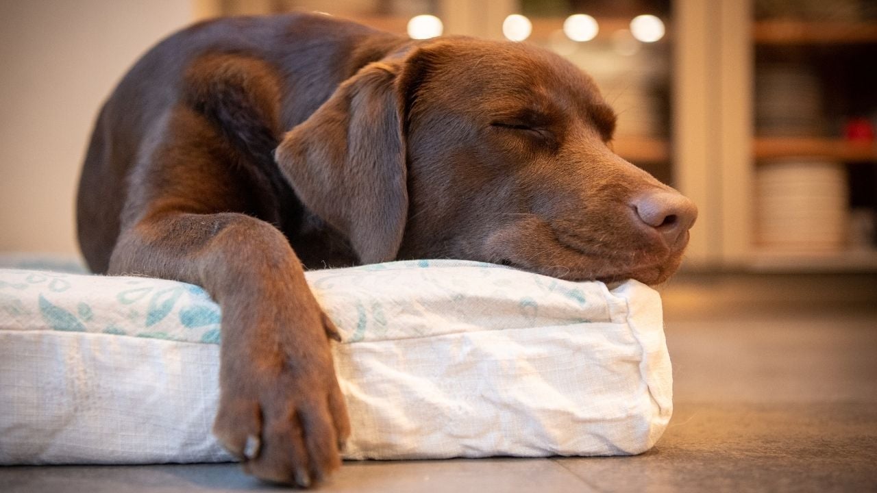 kahverengi köpek uyuyor