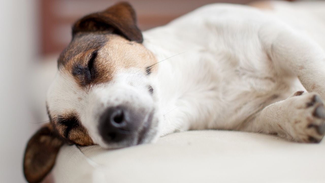 sevimli köpek uyuyor