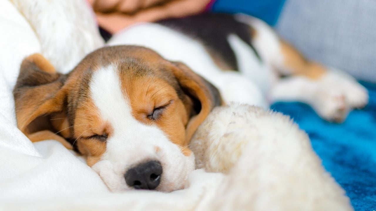 kahverengi beyaz köpek uyuyor