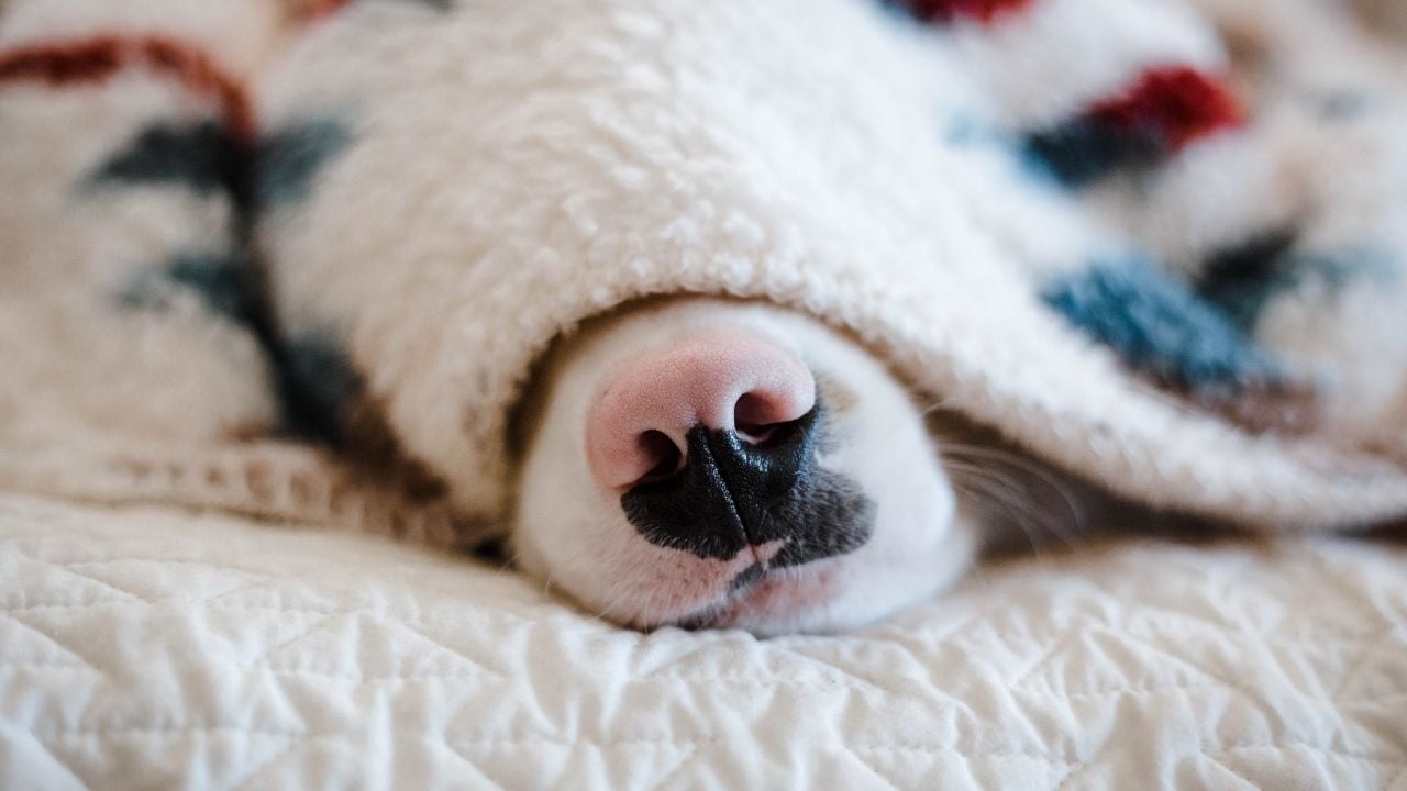 köpek battaniye altında uyuyor