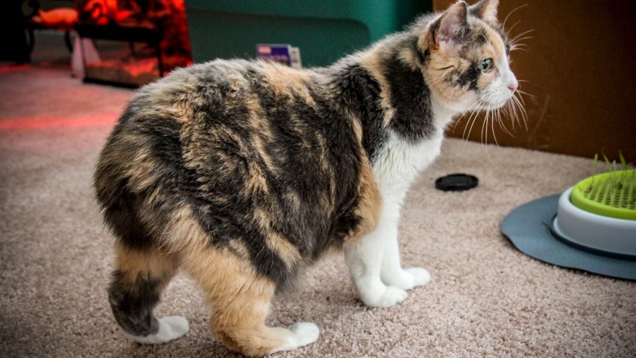 tortie Manx Kedisi