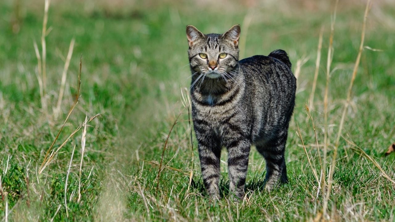 çimenlerde Manx Kedisi