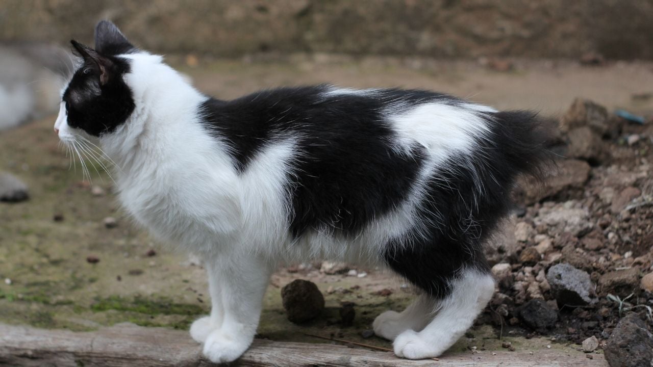 smokin Manx Kedisi