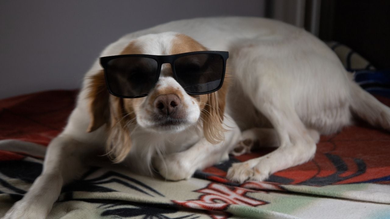 gözlüklü Kokoni Köpek