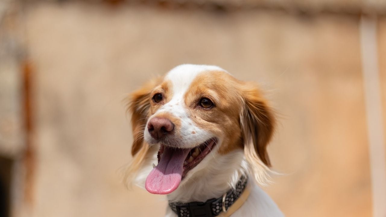 gülümseyen Kokoni Köpek