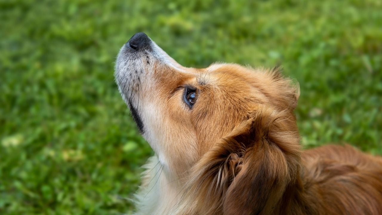 kahverengi Kokoni Köpek