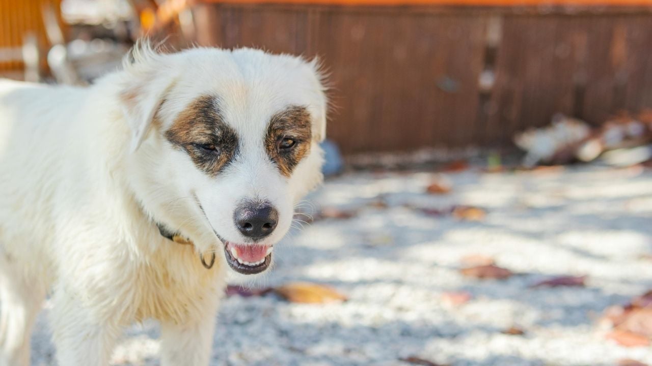 beyaz Kokoni Köpek