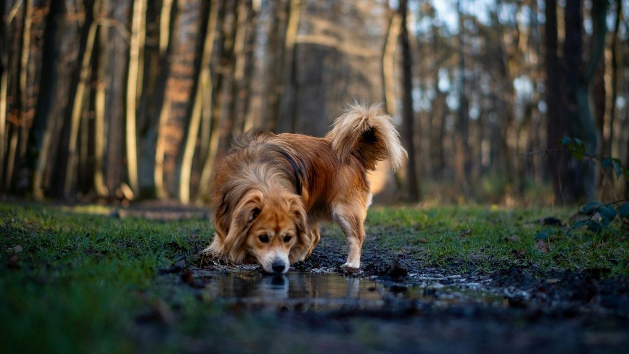 kahverengi Kokoni Köpek ormanda