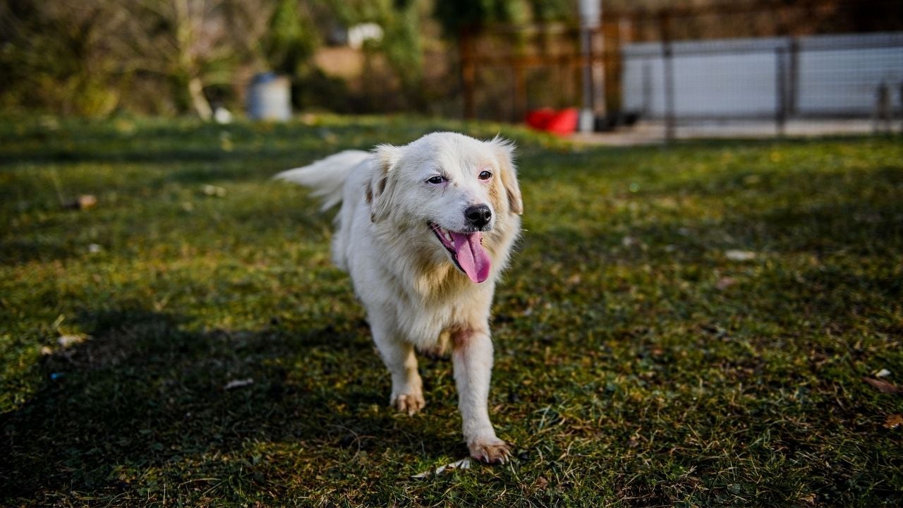 beyaz Kokoni Köpek