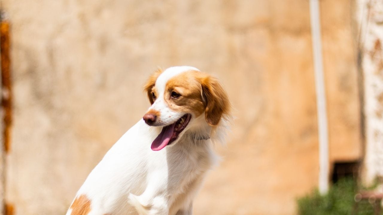 kahverengi beyaz Kokoni Köpek