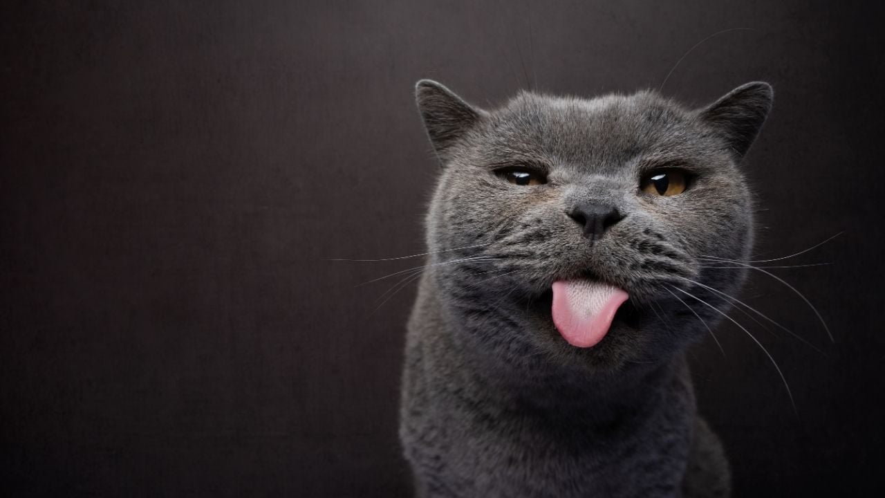 gri kedi dilini çıkarıyor