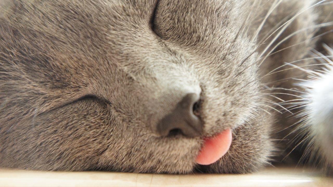 kedi uyurken dilini çıkarıyor