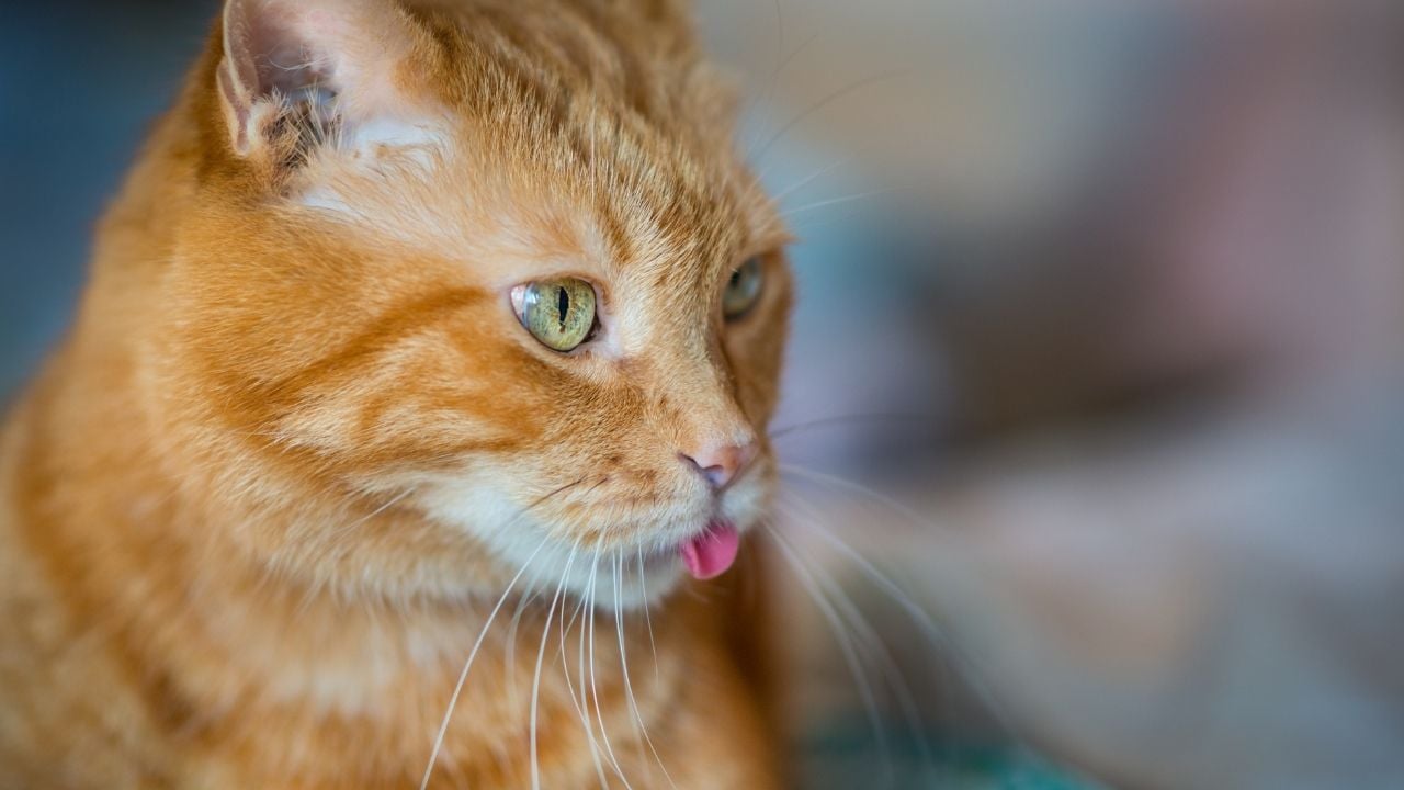 sarı kedi dilini çıkarıyor