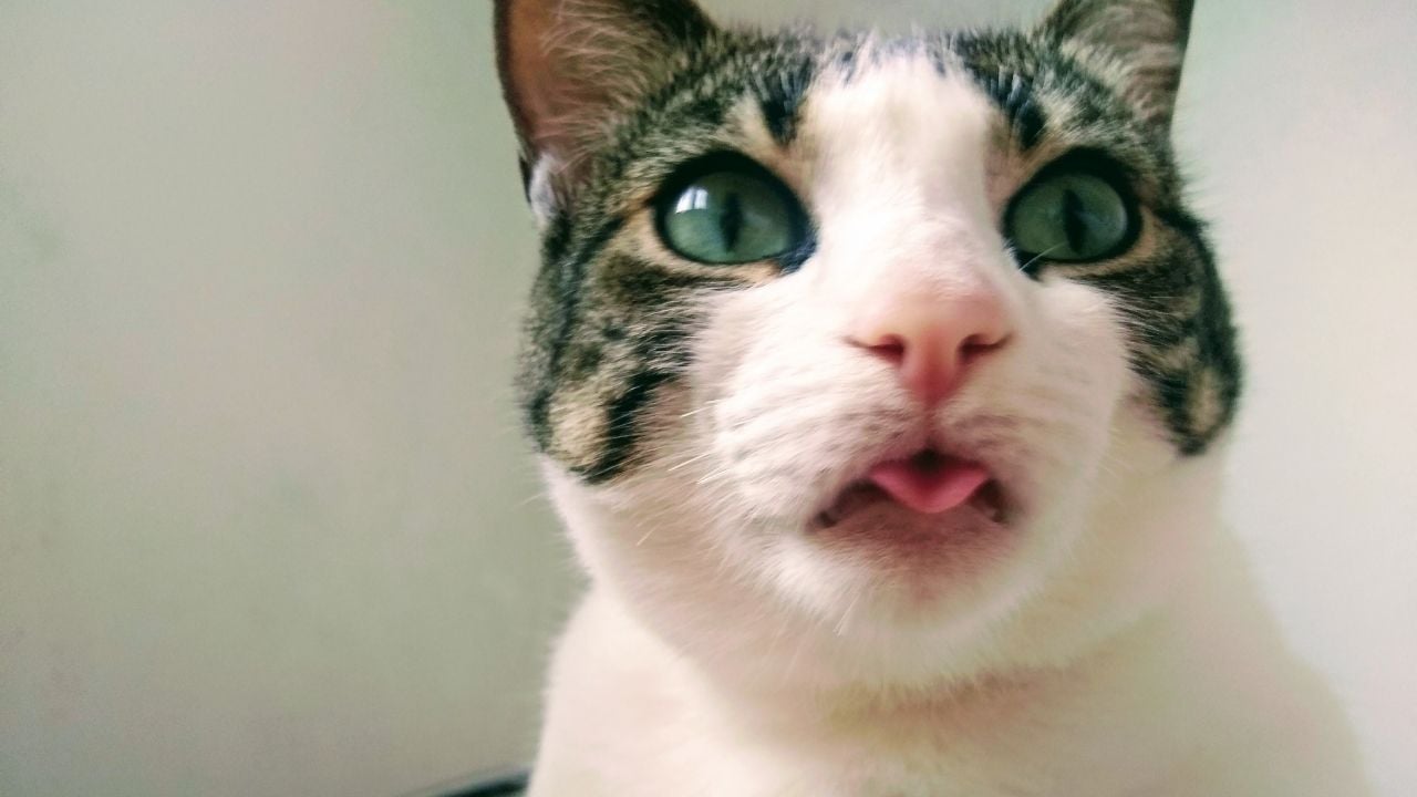 tekir kedi dilini çıkarıyor