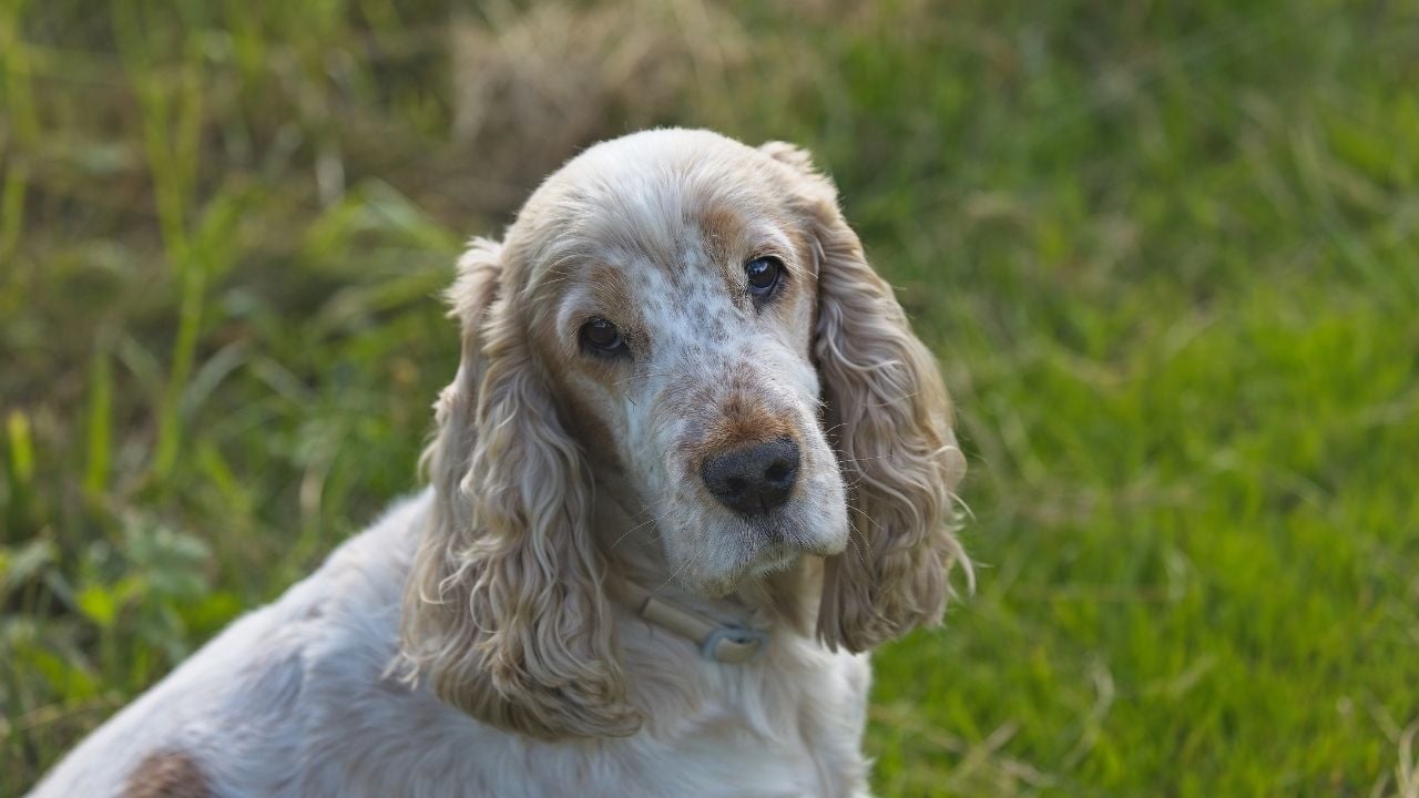 krem rengi İngiliz Cocker Spaniel
