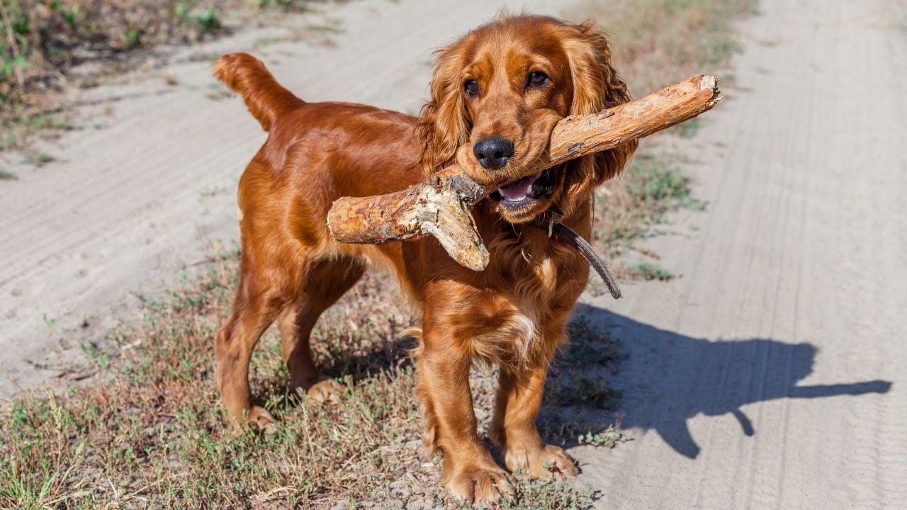 İngiliz Cocker Spaniel sopa taşıyor