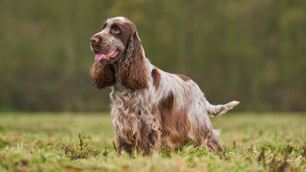 benekli İngiliz Cocker Spaniel