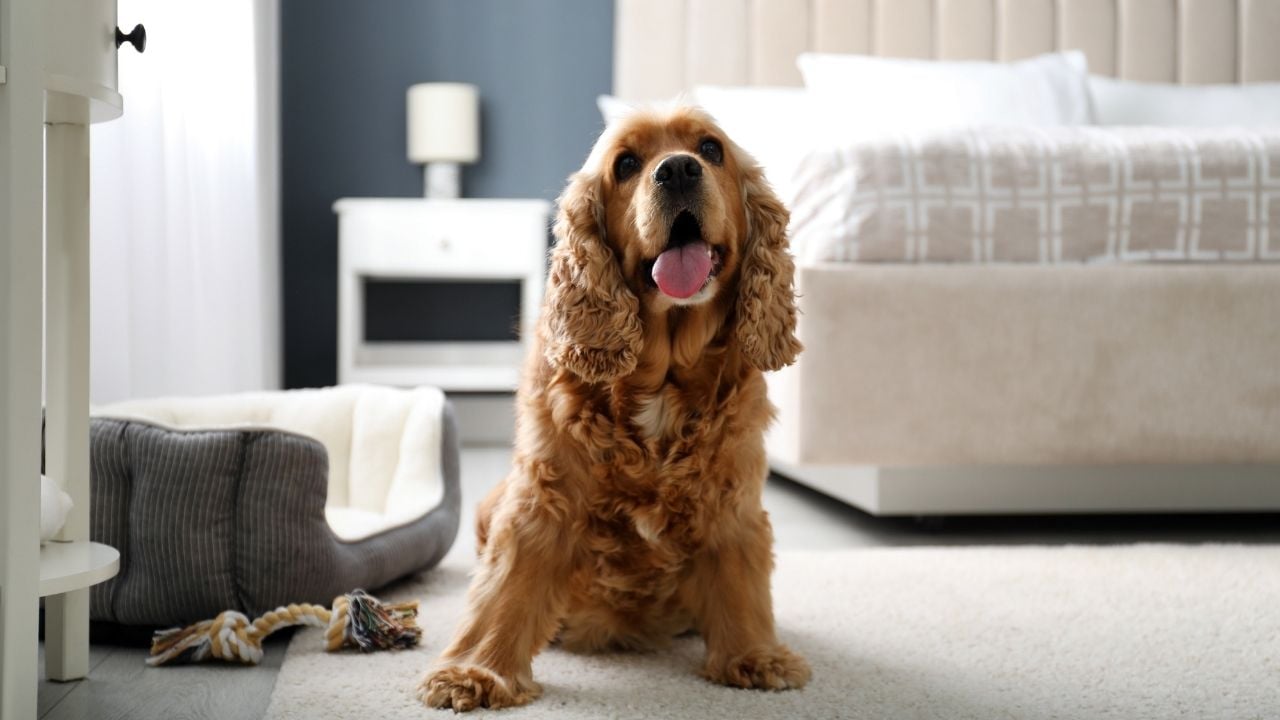 evde İngiliz Cocker Spaniel
