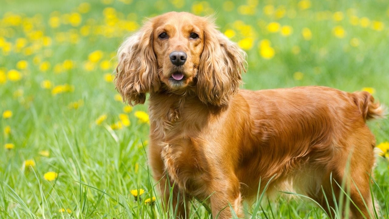 çimenlerde İngiliz Cocker Spaniel