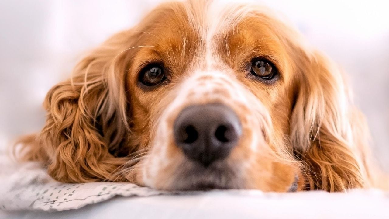 İngiliz Cocker Spaniel yüzü