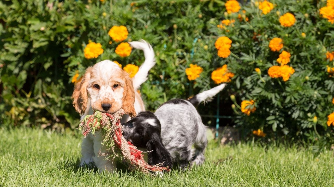 İngiliz Cocker Spaniel oyun oynuyor