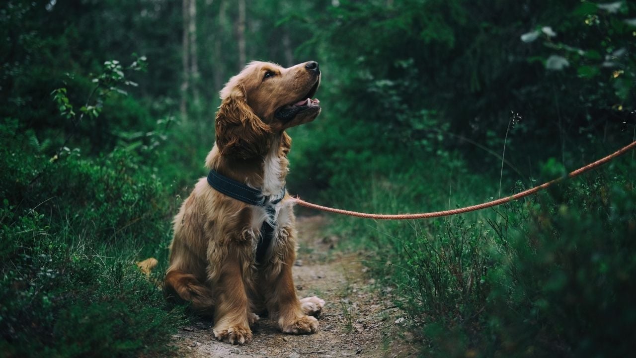 ormanda İngiliz Cocker Spaniel