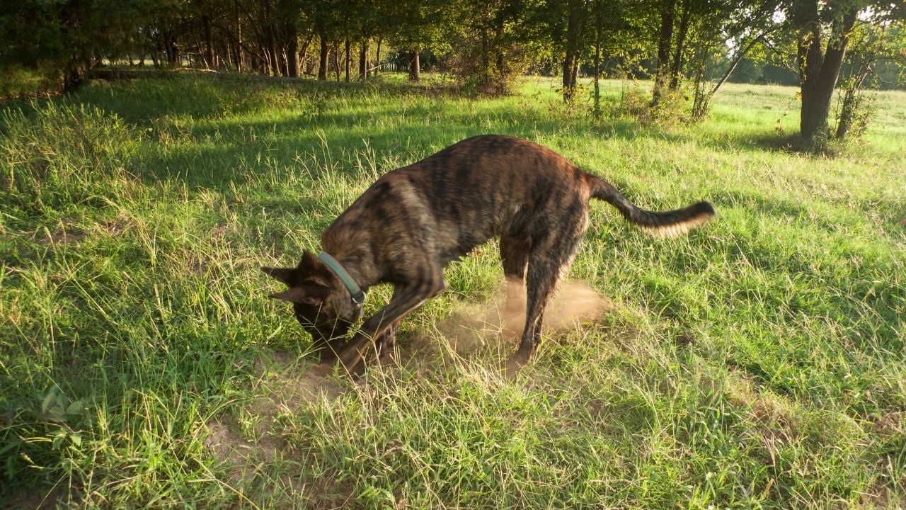 siyah köpek toprağı kazıyor