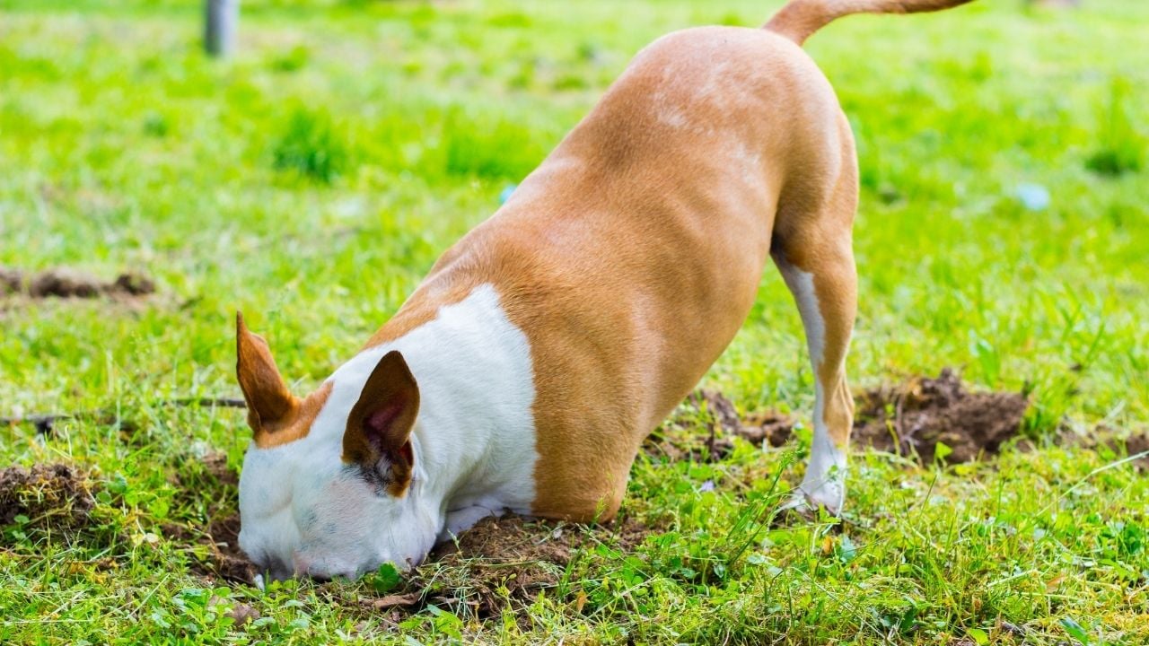 kahverengi beyaz köpek toprağı kazıyor