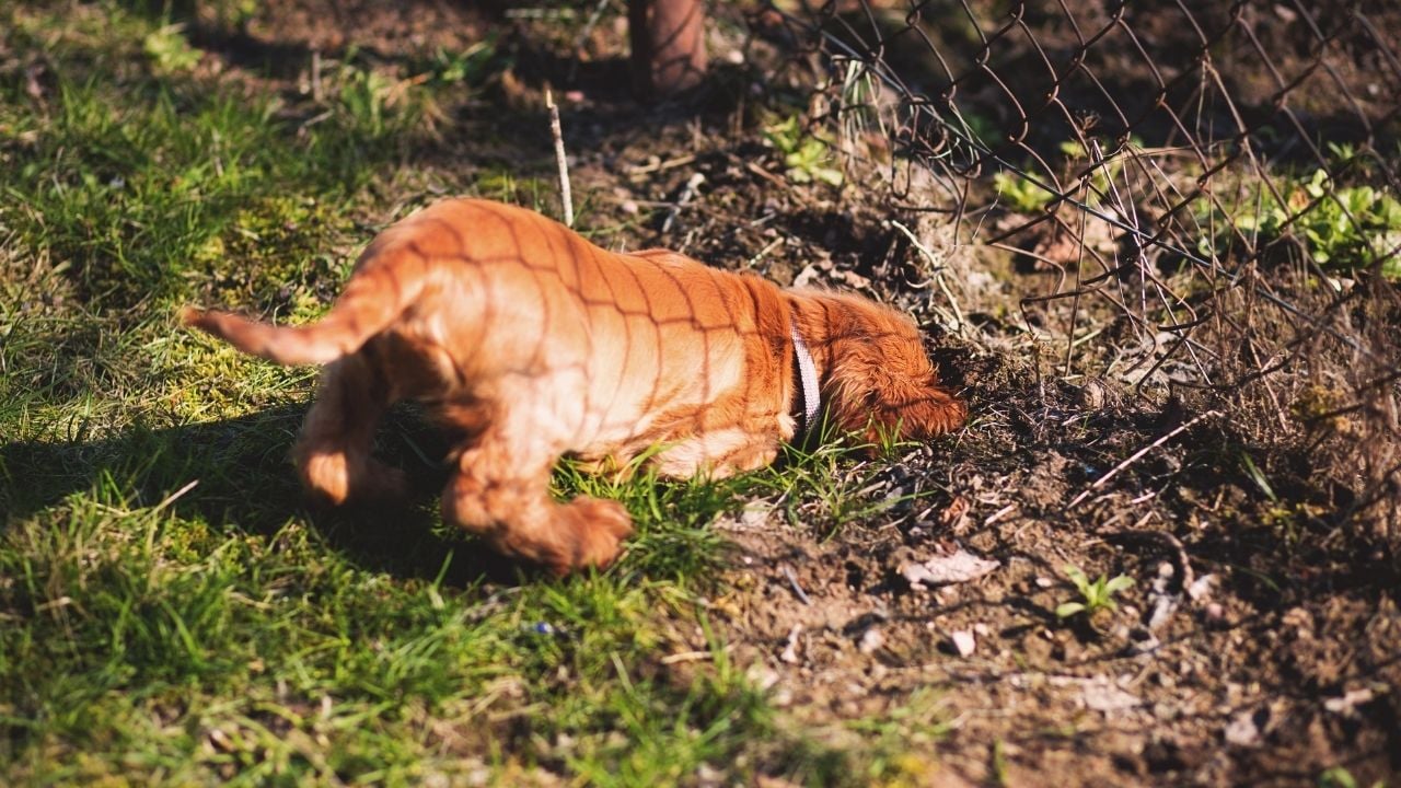 turuncu köpek toprağı kazıyor