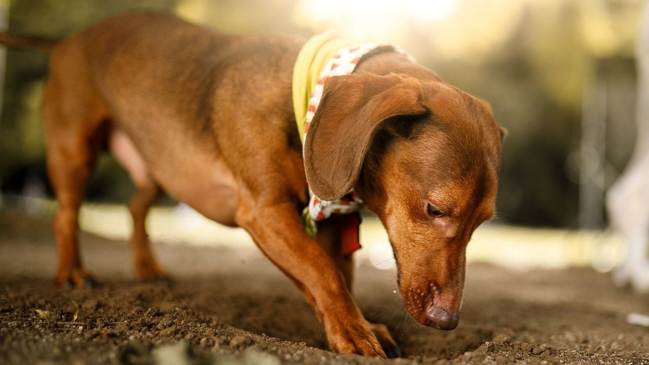 kahverengi köpek toprağı kazıyor
