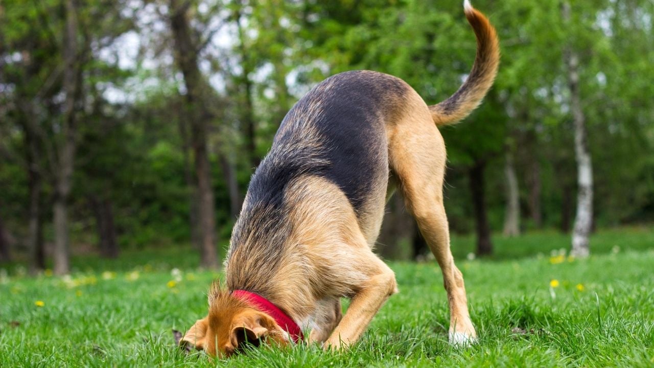 sevimli köpek toprağı kazıyor