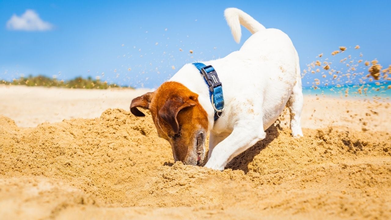 beyaz köpek toprağı kazıyor