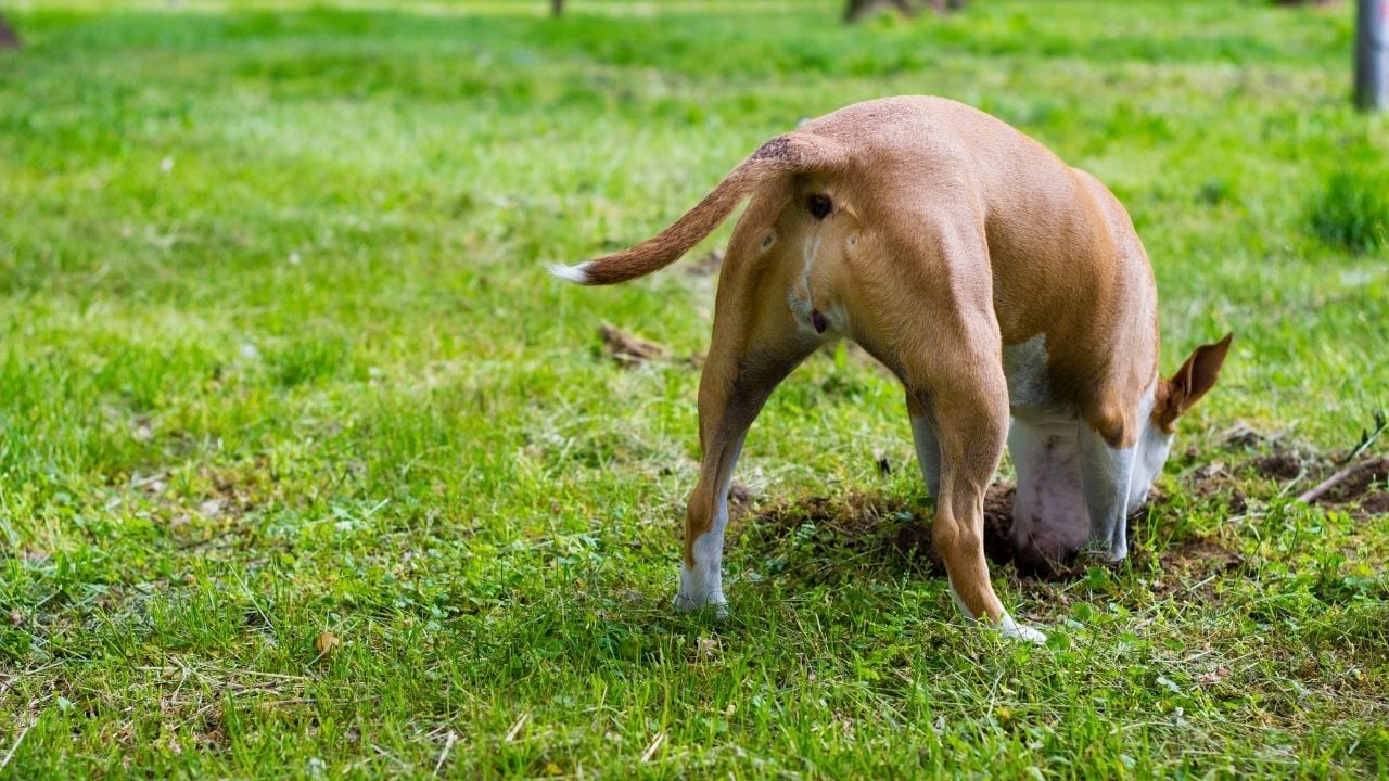 köpek toprağı kazıyor
