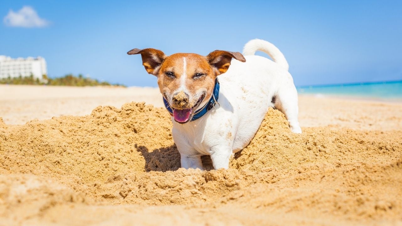 plajda köpek toprağı kazıyor
