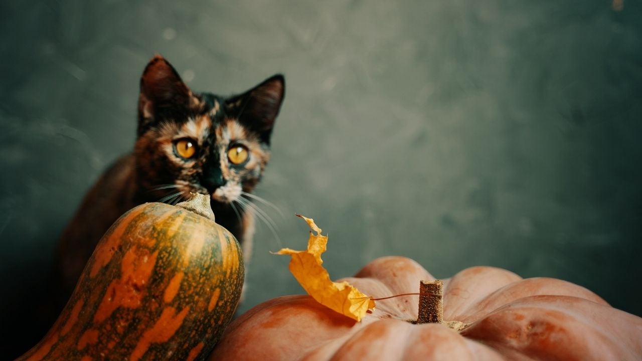 siyah kedi ve bal kabakları