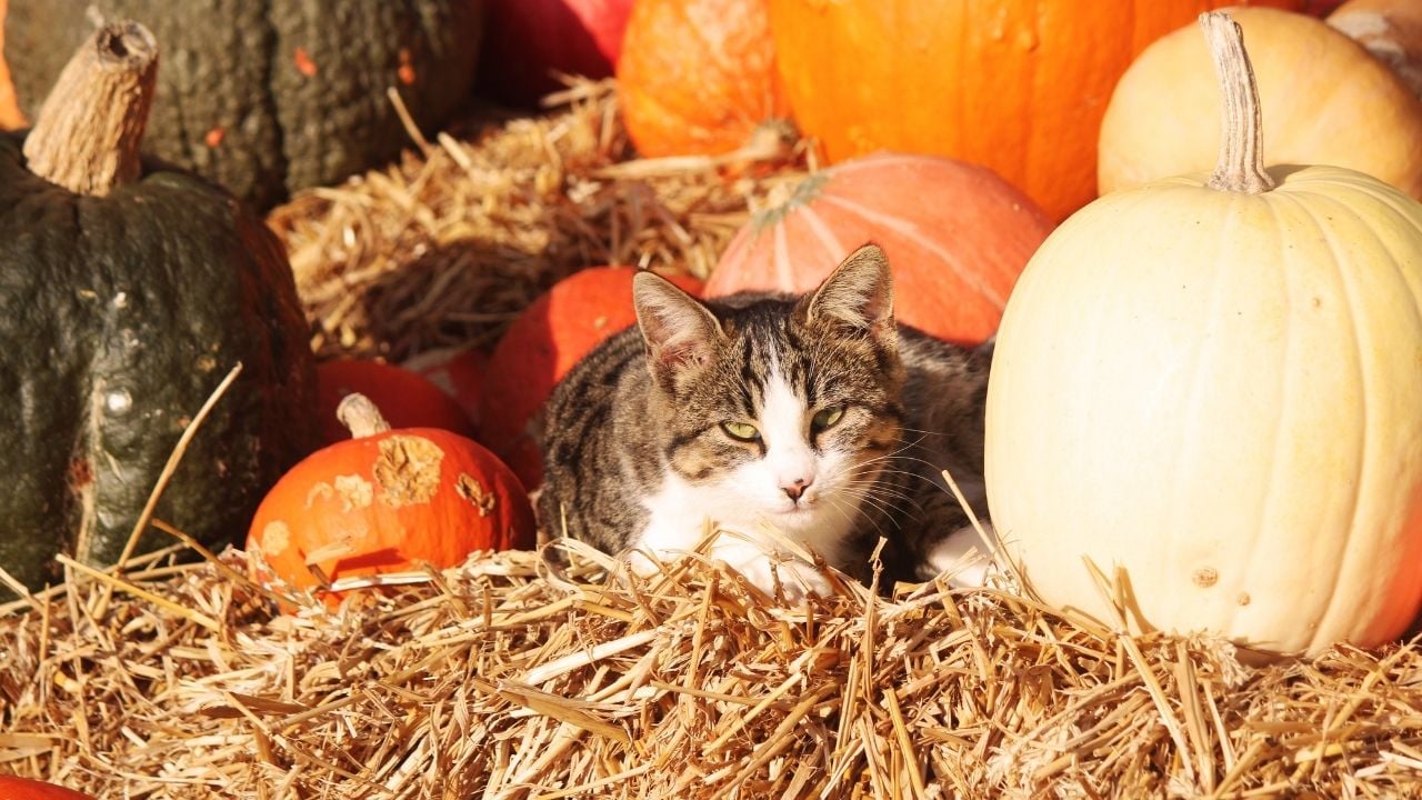 tekir kedi ve bal kabakları