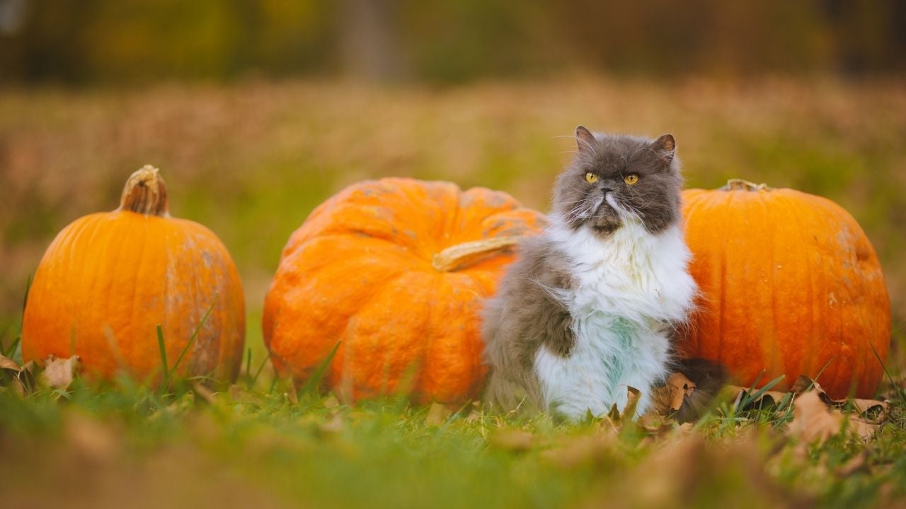 uzun tüylü kedi ve bal kabakları