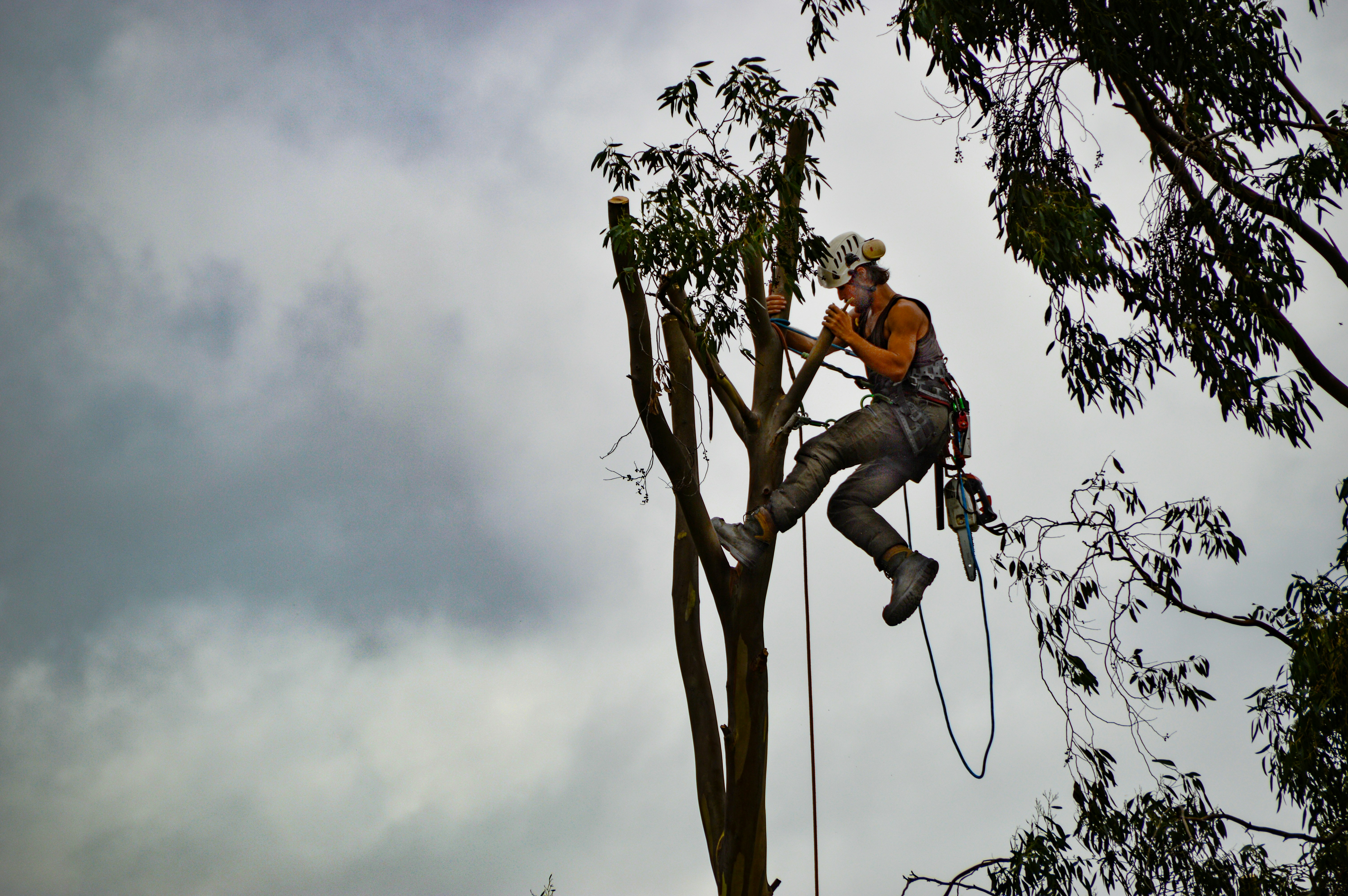 Trusted Local Locksmiths in Natchitoches and Professional Tree Surgeons in Florida